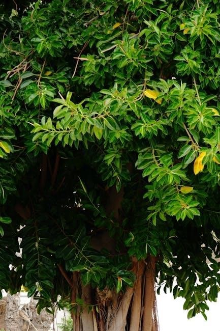 companion eco oxygen concentrator manual